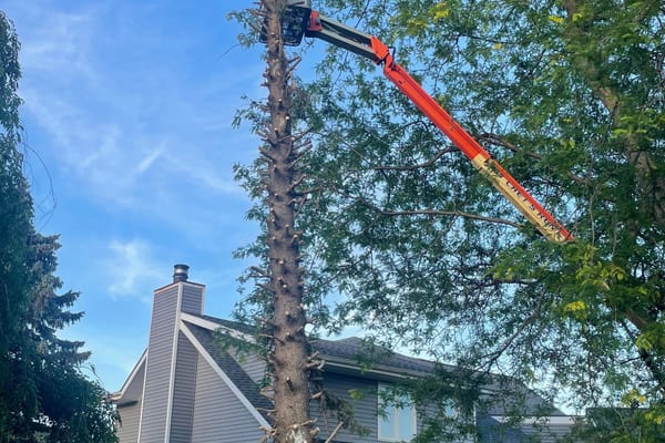Tree service